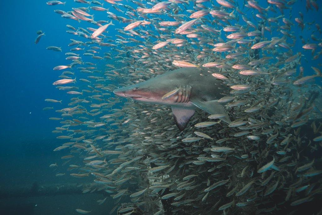 CHARTING MAGNIFICENT DEPTHS - Delma Watches